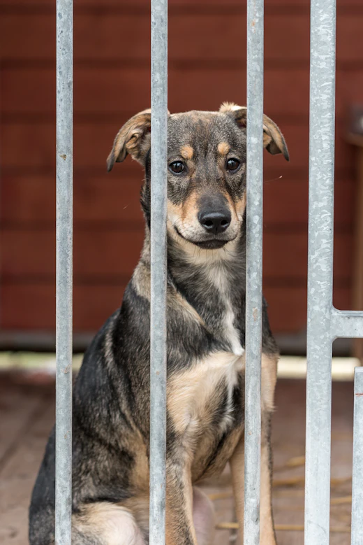 Un chien de refuge attend derrière les barreaux de son box.